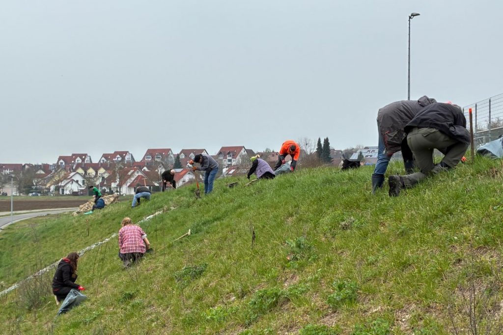 In Zweiergruppen pflanzen mehrere Personen an einem kleinen Hang Bäume.