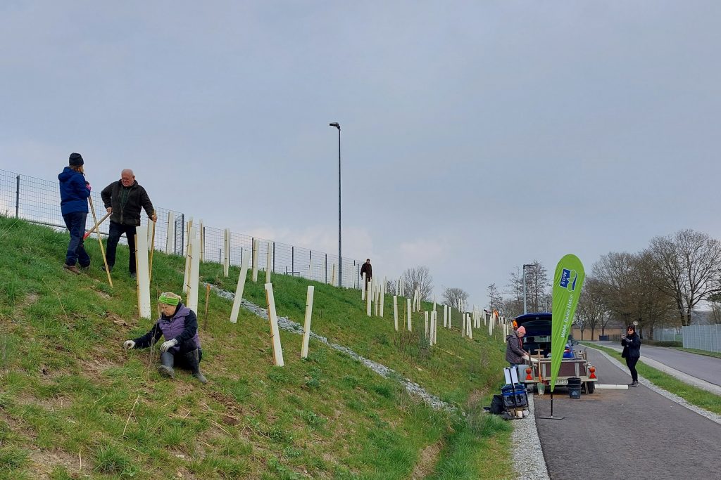 Auf einer Hangfläche sind viele Wuschhüllen zu sehen.